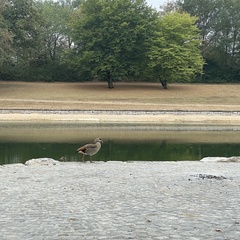 Alopochen aegyptiaca