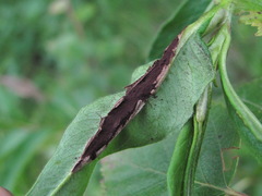 Microbotryum bosniacum