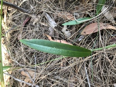 Cryptostylis subulata