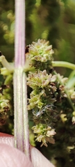 Urtica sondenii
