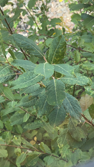 Salix bebbiana