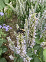 Xylocopa virginica virginica