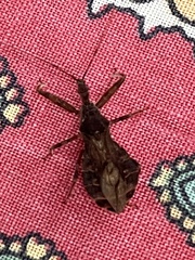 Acholla multispinosa