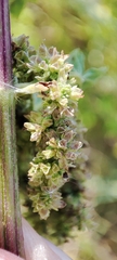 Urtica sondenii