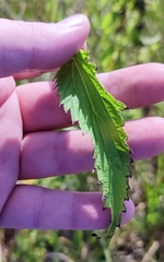 Urtica sondenii