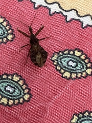 Acholla multispinosa