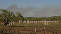 Amitermes meridionalis