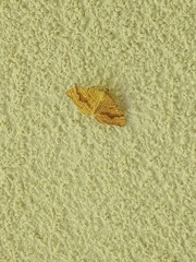 Camptogramma bilineata