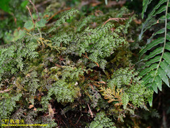 Hymenophyllum fujisanense