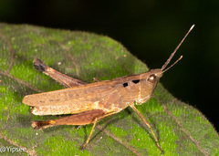 Phlaeoba antennata