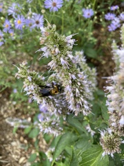 Xylocopa virginica virginica