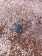 Nerita melanotragus