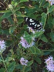 Gnophaela latipennis