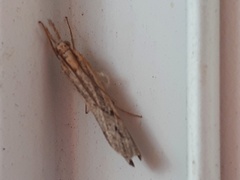 Fissicrambus mutabilis