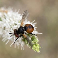 Gymnosoma rotundatum