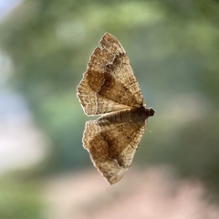 Camptogramma bilineata