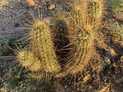 Echinocereus engelmannii engelmannii