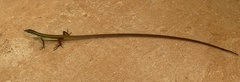 Takydromus sexlineatus