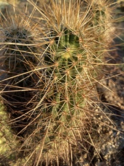 Echinocereus engelmannii engelmannii