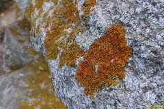 Xanthoria calcicola