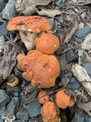 Cantharellus cinnabarinus