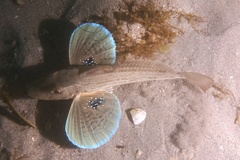 Chelidonichthys lucerna