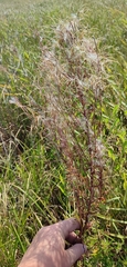 Epilobium pseudorubescens