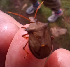 Picromerus bidens