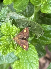 Pyrausta aurata