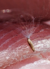 Epilobium pseudorubescens
