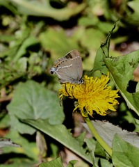 Satyrium spini