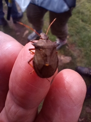 Picromerus bidens