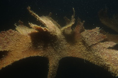 Saccorhiza polyschides