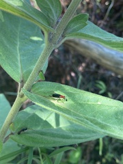 Phyllopalpus pulchellus