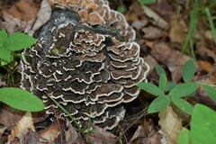Trametes versicolor