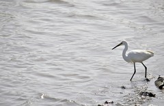 Egretta garzetta