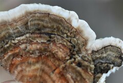 Trametes versicolor