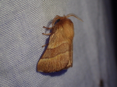Malacosoma neustria