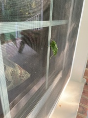 Amblycorypha oblongifolia