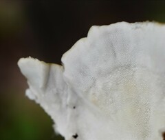 Trametes versicolor