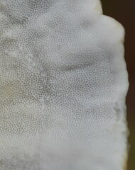 Trametes versicolor