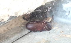 Tenebrio molitor