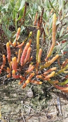 Salicornia
