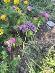 Verbena bonariensis