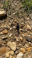 Ocypus olens