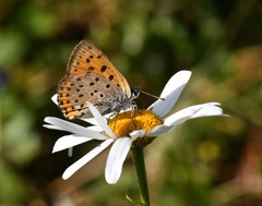 Lycaena alciphron