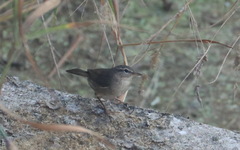 Phylloscopus fuscatus