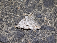 Aplocera plagiata