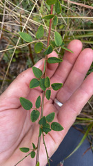 Desmodium marilandicum