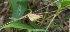 Rhodometra sacraria